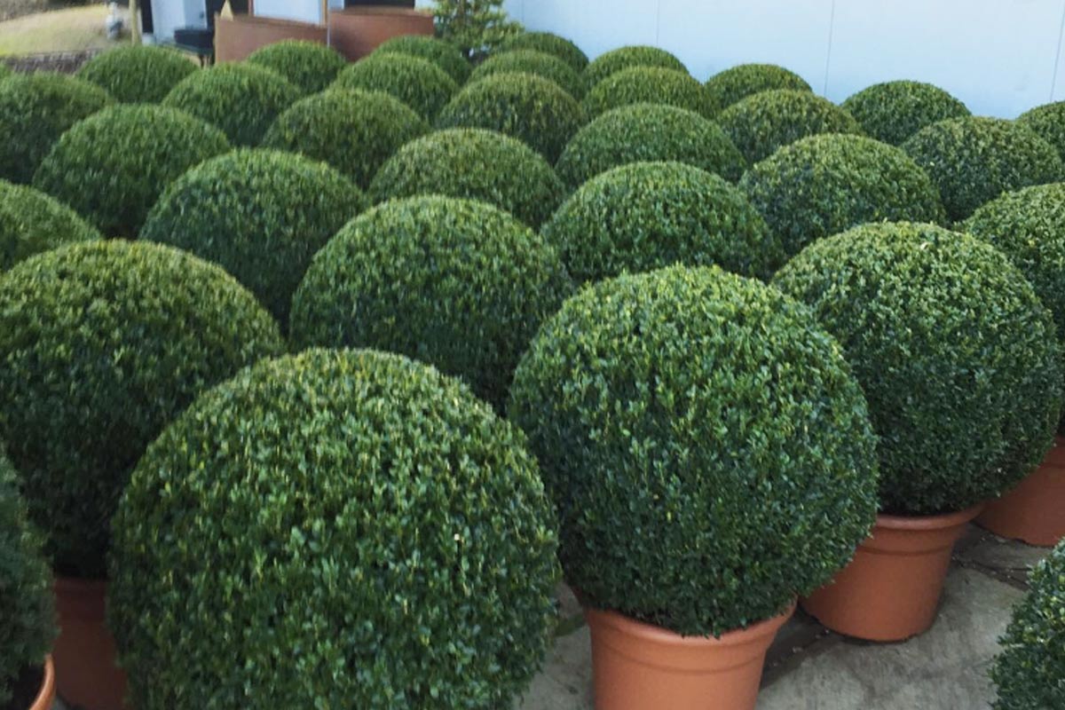 topiary box trees wetherby